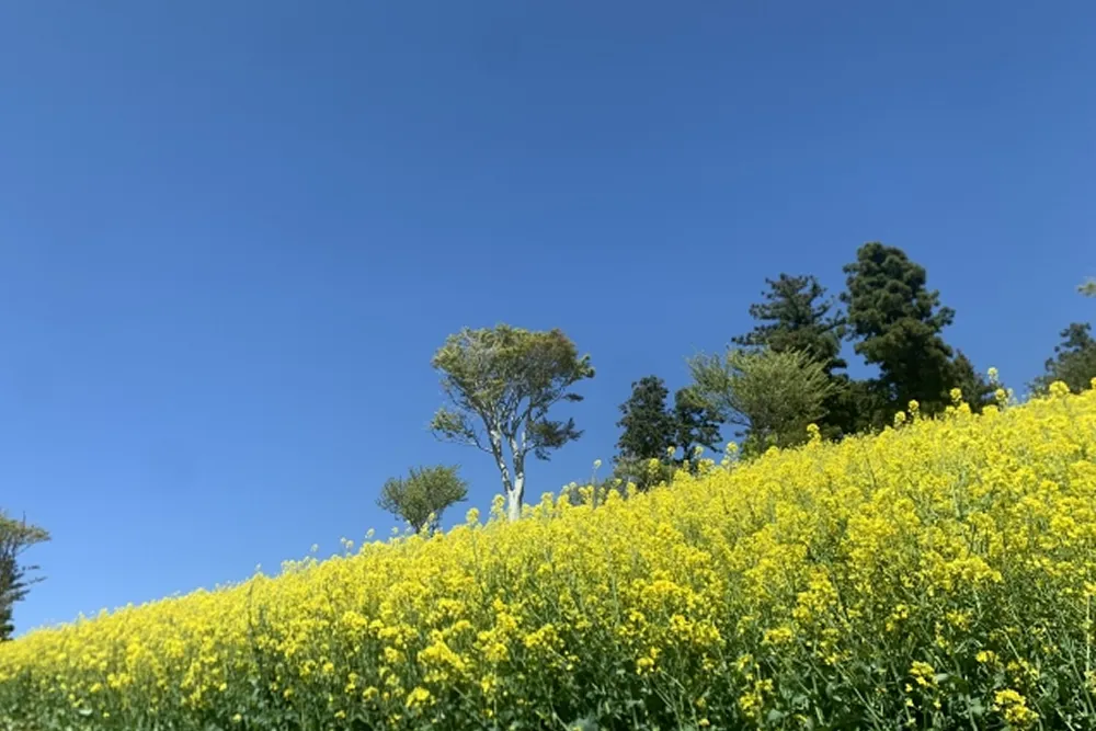 菜の花畑